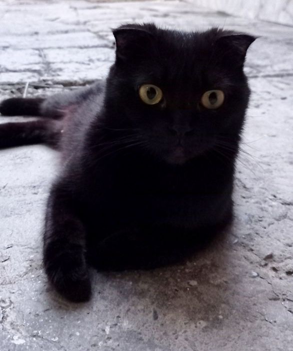 Продам породистых смешанных  котят