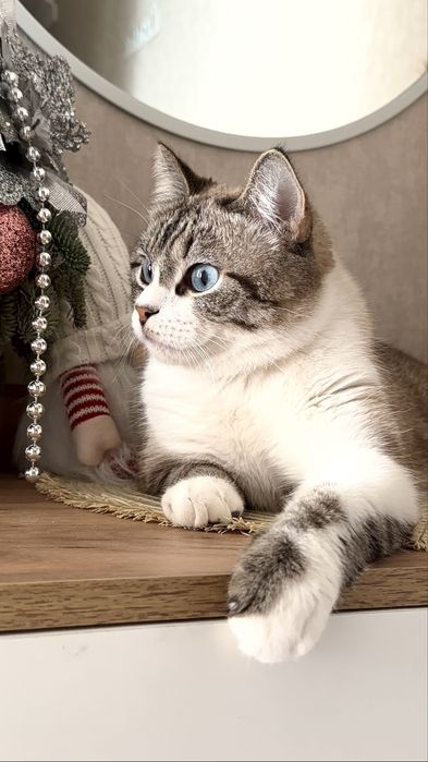 Котик ищет семью