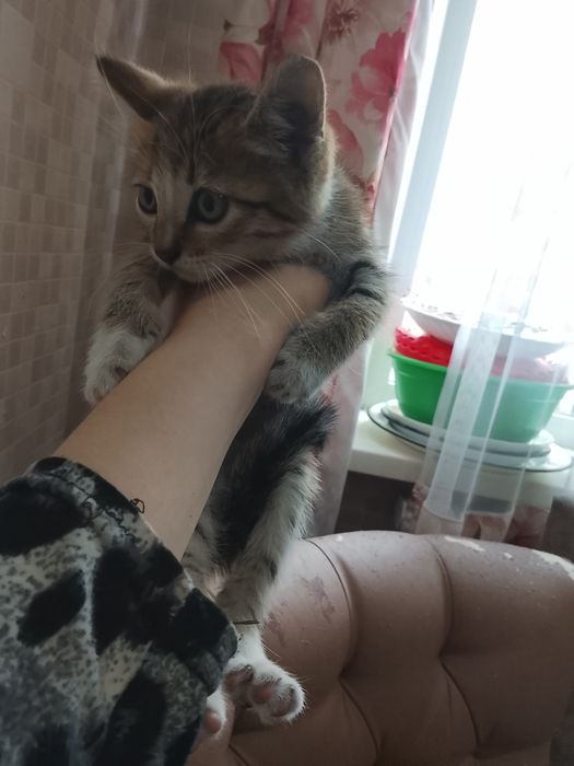 Отдам котенка 3 месяца