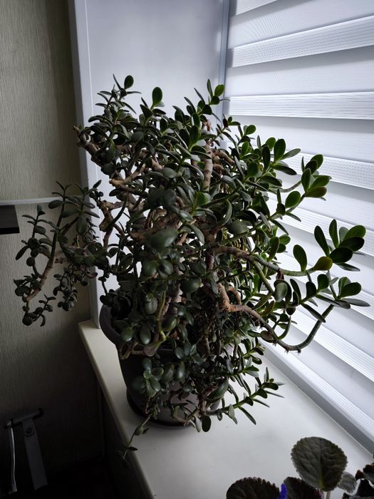 Денежное дерево крассула (толстянка)