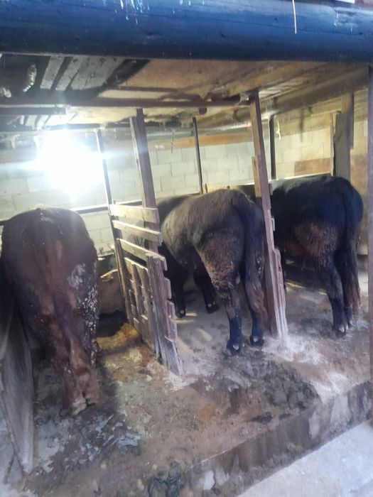 Продам бычков Алатауской