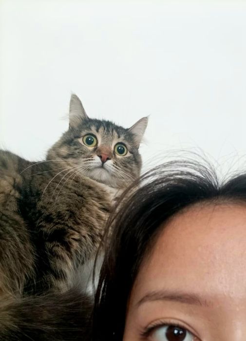 Кошка в добрые руки