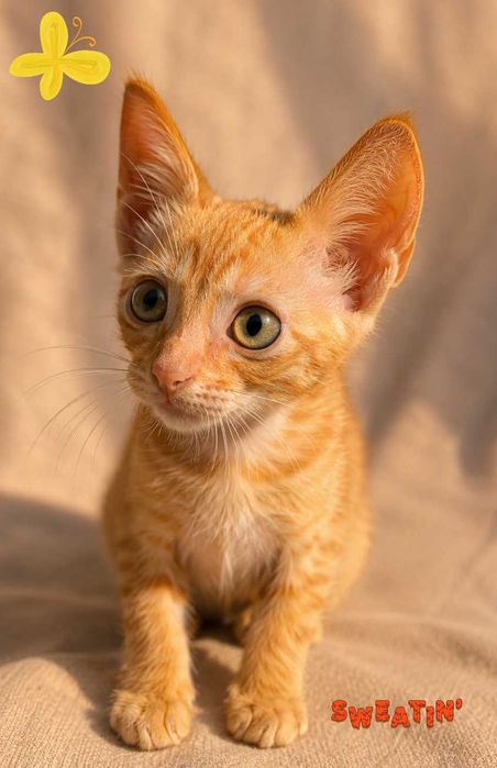 Adoptie pui de pisica Sisi