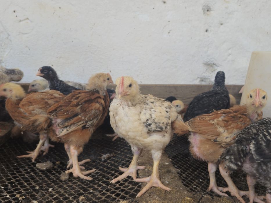 Pui rasa mixta 4 săptămâni