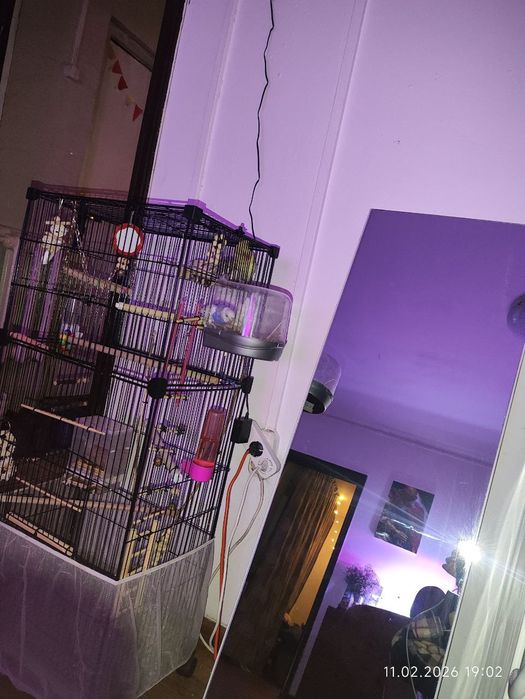 Попугаи с клеткой