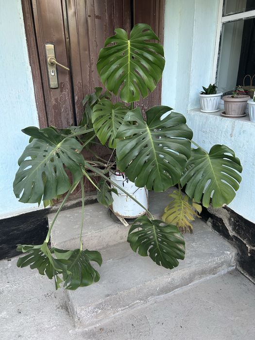 Цветок срочно цветок