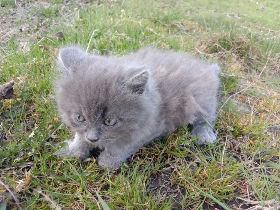 Отдам котенка...