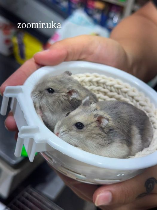 Джунгарские хомяки