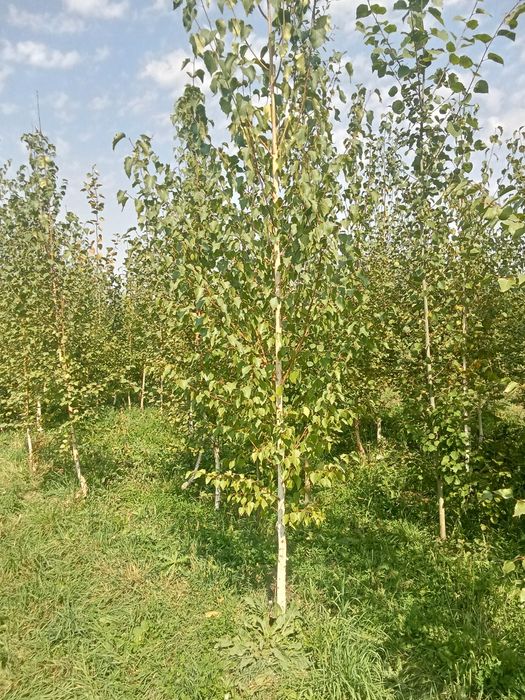 Катальпа от3м до 5