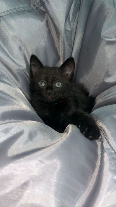 котятки девочки ждут своих хозяев