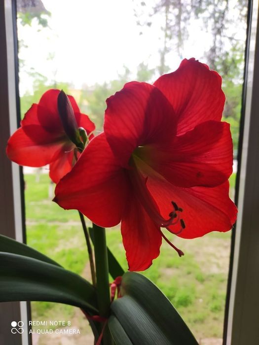 Комнатное растение Амариллис