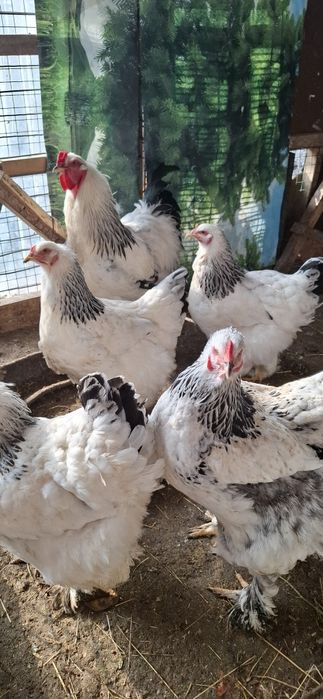 Курочки Светлая  Браммы