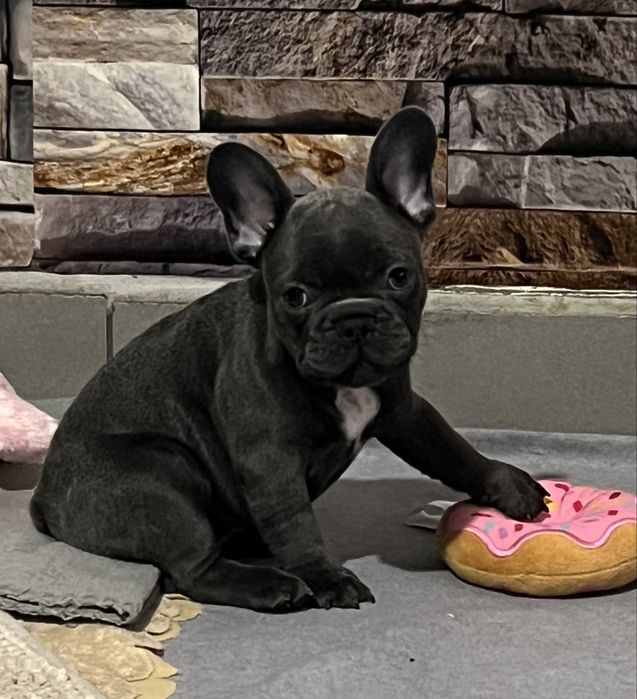 Френски булдог  - мъжки