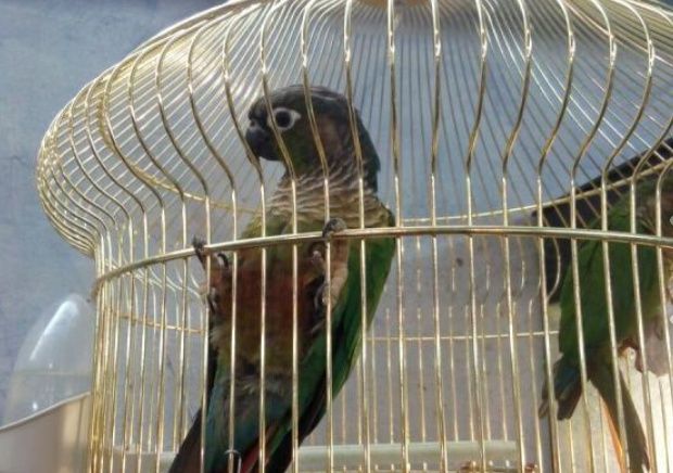 Perxuri malina ananas zroʻsli prvaznoʻy