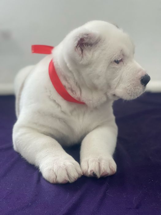 Продам супер кобелька алабай