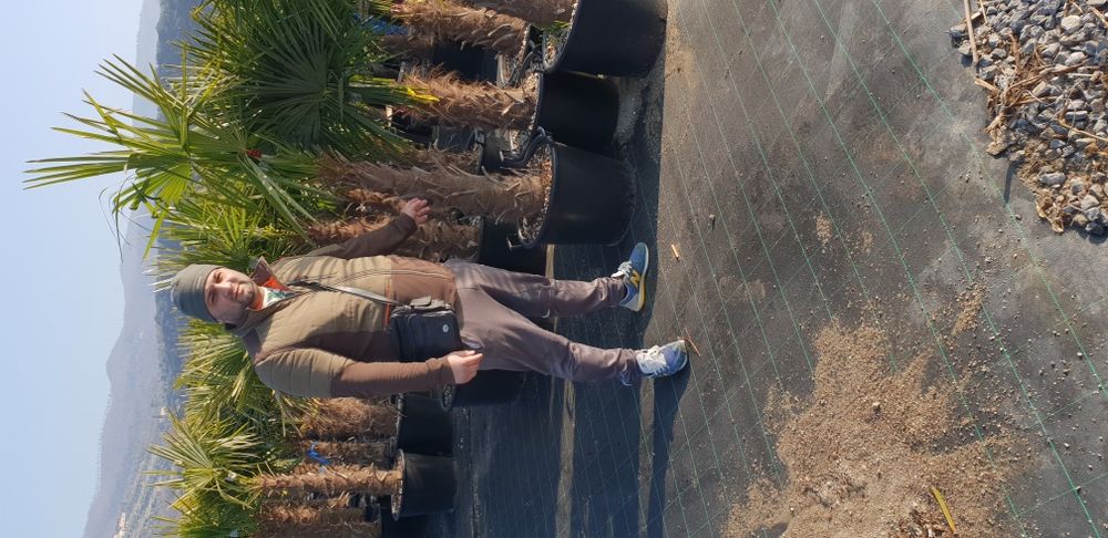 Vindem magnolie grandiflora si palmieri care rezistă la îngheț