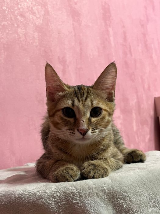 Кошечка в добрые руки