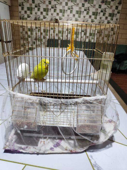 попугай с клеткой