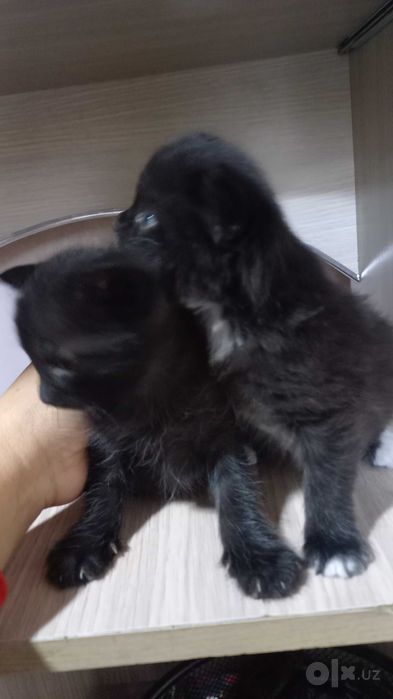 Котята мальчик и девочка