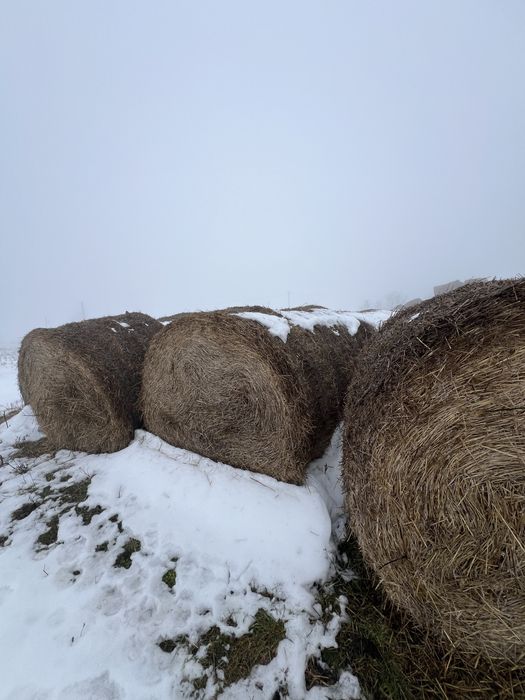 Vand baloti de paie din grau