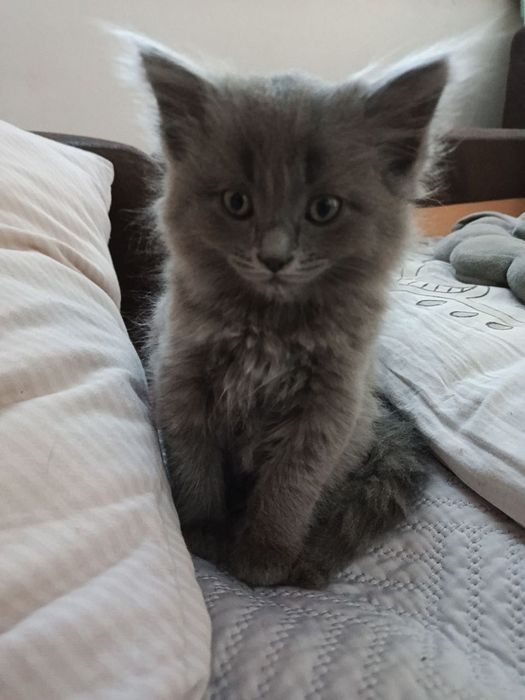отдам двух котят(девочки)