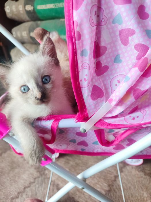 Милые котята в  добрые руки