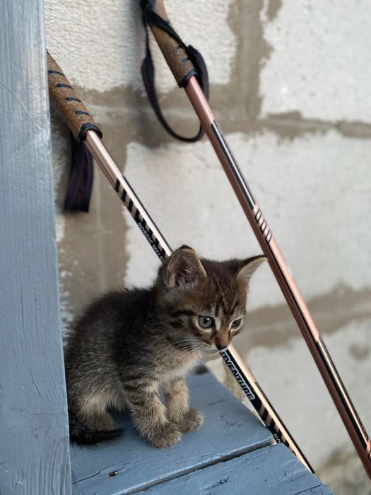 Отдам котенка мальчика
