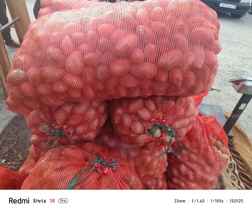 Картошка семеная.