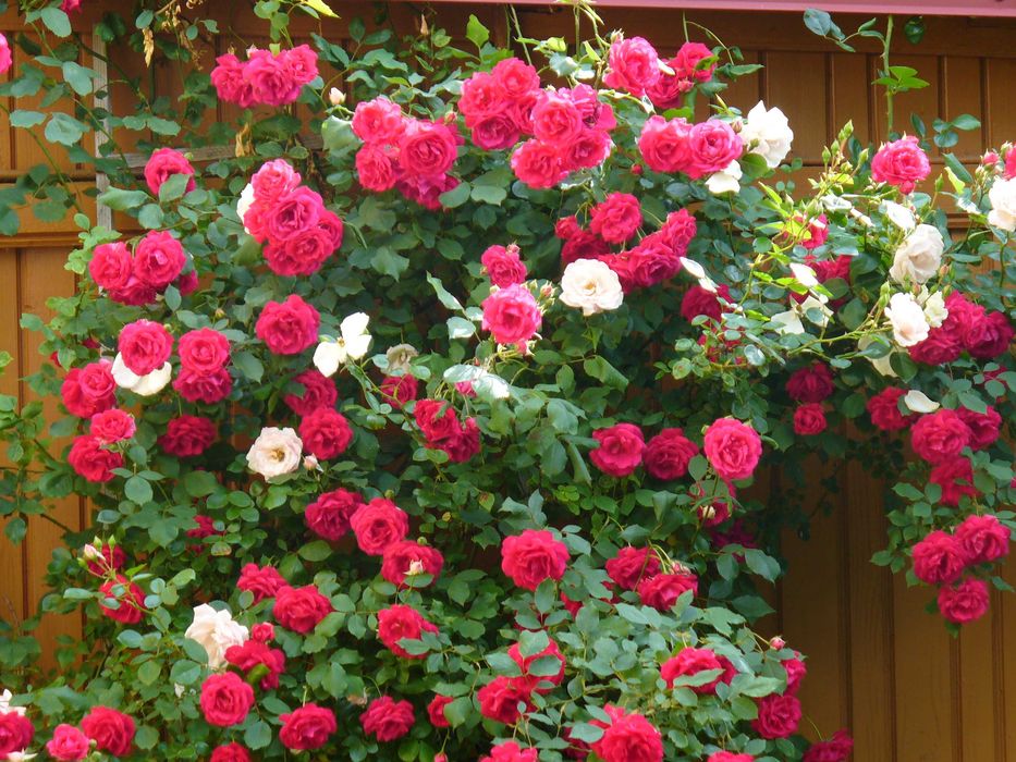 Casă de vânzare VALEA DOFTANEI– 158 mp, curte 380 mp, garaj, mobilată