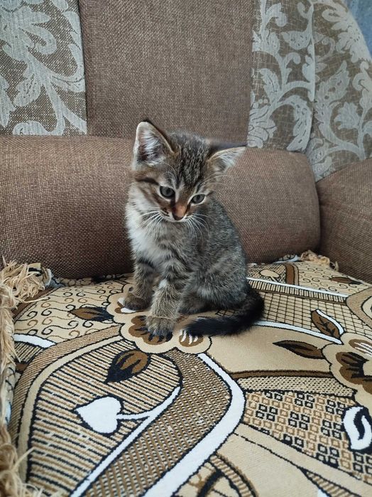 Котята вислоухие