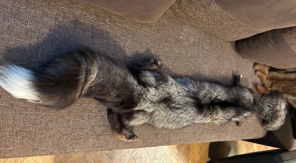 Guler din blana integrala de vulpe argintie - produs nou