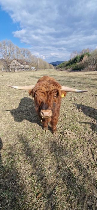 Taur scotian, rasa highland