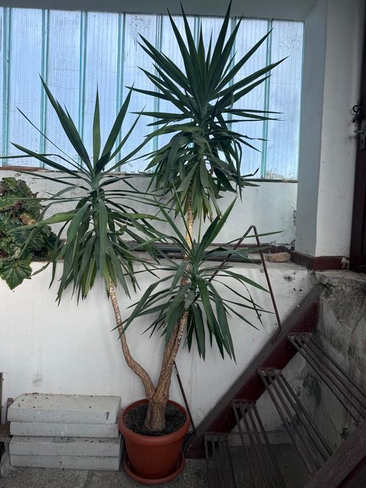 YUCCA , planta decorativa , inaltime peste 2 m