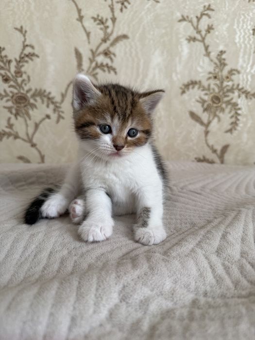 Продам котят.