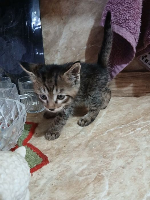 Котята домашние  ..