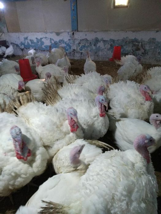 Big 6 jo’jalari sotiladi