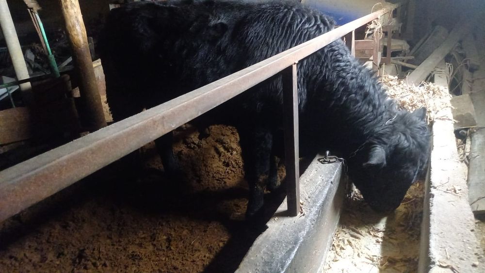 Быки быки быки быки