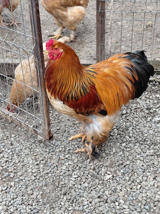 Vând  cocoș.   Tânăr