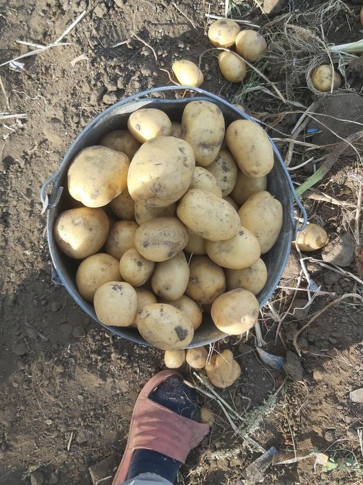 Продаю домашний  картофель