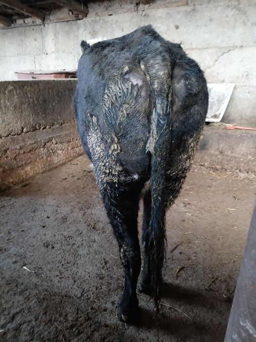 Сиыр сатылады карова