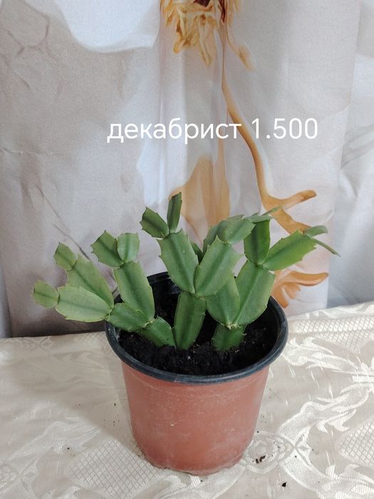 Продаются домашние цветы