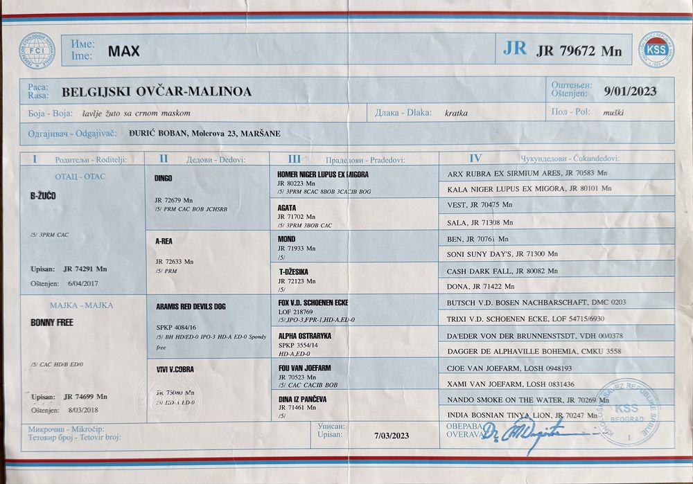 Белгийска овчарка Малиноа