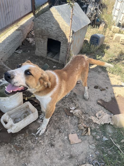 Отдам в хорошие руки