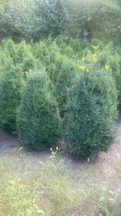 Vânzare Arbuști Buxus