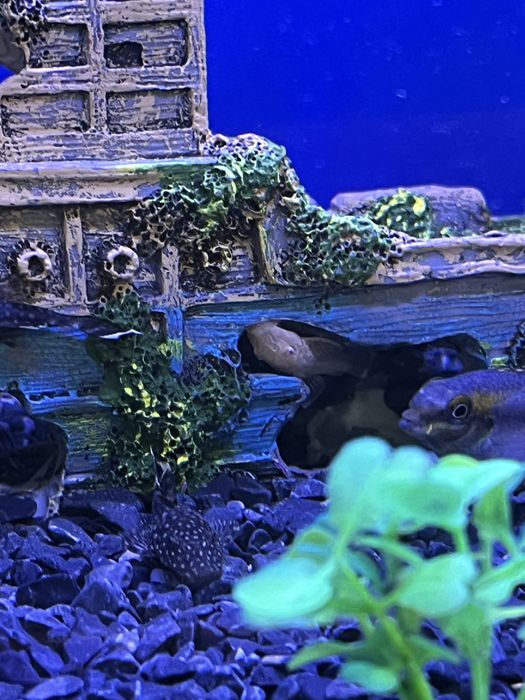 Мальки сом анциструс