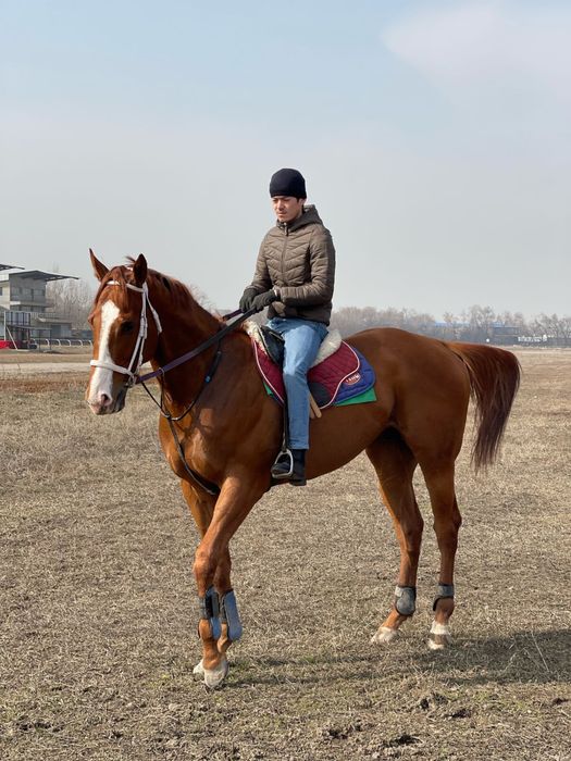 Тренинг и содержание лошадей