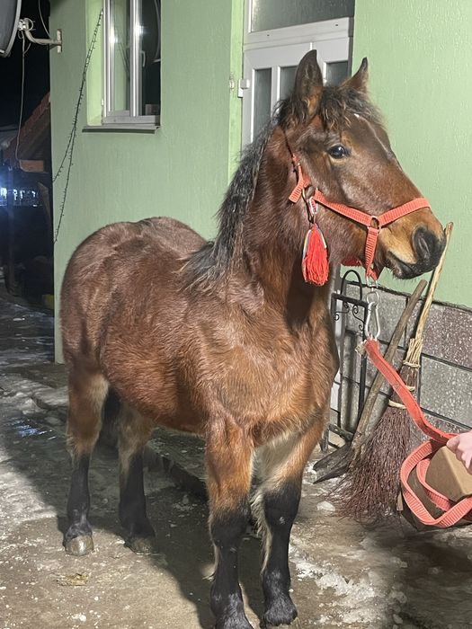 Vand manza de 8 luni