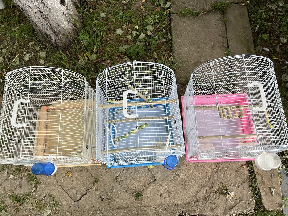 Colivii mari pasari exotice