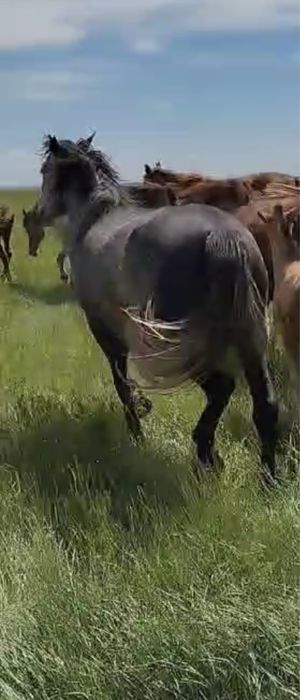 Жылқы еті|мясо канины