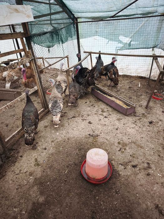 Оплодени Пуешки яйца